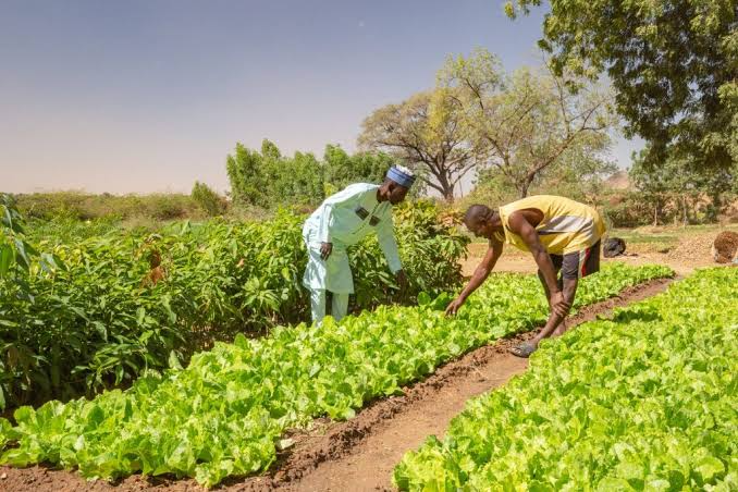 Gwamnatin tarayya zata tallafawa kananan Noma  50,000 a jihohin Kaduna da Kano